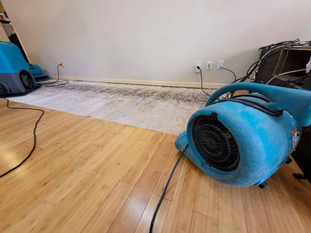 Professional Water Damage Repair technician working in Alamo, NV